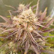 Wedding Cake Auto - Seedsman
