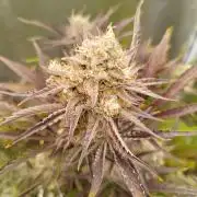 Wedding Cake Auto - Seedsman