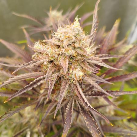 Wedding Cake Auto - Seedsman