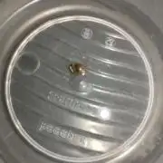 RQS x Tyson Corscrew auto -punch in your