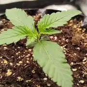 Wedding Cheesecake Auto