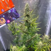 Guava Sunday Auto - Bloombastic contest