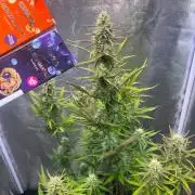 Guava Sunday Auto - Bloombastic contest