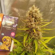 Sour Jealousy Auto