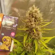 Sour Jealousy Auto
