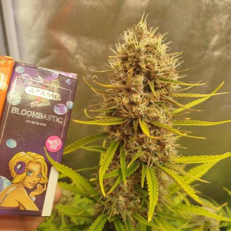 Sour Jealousy Auto