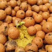 Royal Critical Auto - My fav