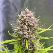 Sour Jealousy Auto
