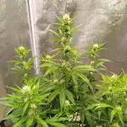 Wedding Cheesecake Auto