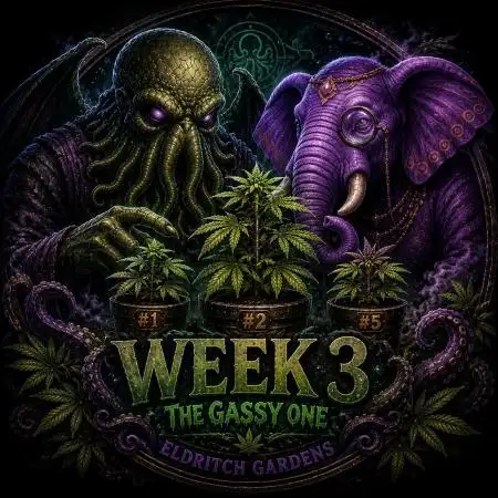 Gassy Trio | SSSC Contest 26 | F027