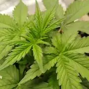 Sour Jealousy Auto