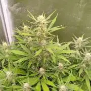 Z-Up Auto 12/12 -  Ex-Bloombastic 26
