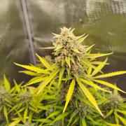 Z-Up Auto 12/12 -  Ex-Bloombastic 26