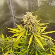Z-Up Auto 12/12 -  Ex-Bloombastic 26