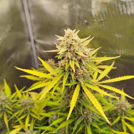 Z-Up Auto 12/12 -  Ex-Bloombastic 26