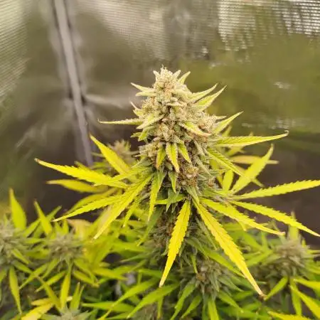 Z-Up Auto 12/12 -  Ex-Bloombastic 26