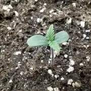 Sour Jealousy Auto