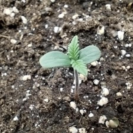 Sour Jealousy Auto