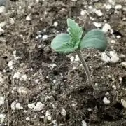 Wedding Cheesecake Auto