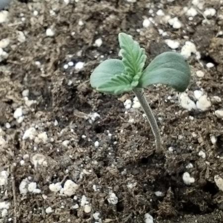 Wedding Cheesecake Auto
