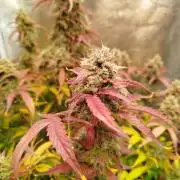 Sweet Skunk Auto