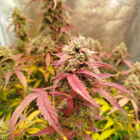 Sweet Skunk Auto