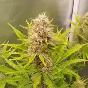 Wedding Cheesecake Auto