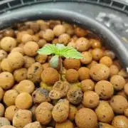 Royal Critical Auto DWC My fav