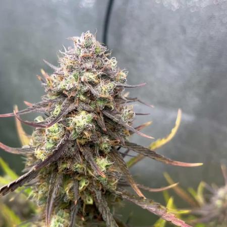 Guava Sunday Auto - Bloombastic contest