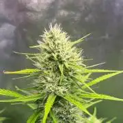 Sour Jealousy Auto