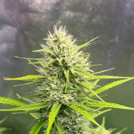 Sour Jealousy Auto