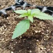 Sour Jealousy Auto