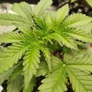 Wedding Cheesecake Auto