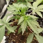 Guava Sunday Auto - Bloombastic contest