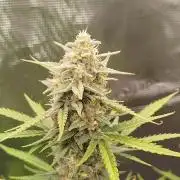 Z-Up Auto 12/12 -  Ex-Bloombastic 26