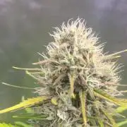 Sour Jealousy Auto