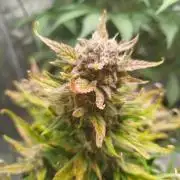 Papaya Cookies Auto