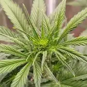 Sour Jealousy Auto