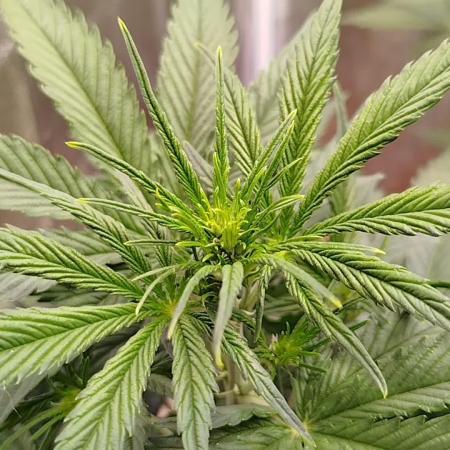 Sour Jealousy Auto