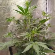 Guava Sunday Auto - Bloombastic contest