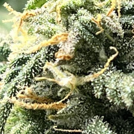 1ere culture de Mars hydro en Auto