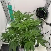 Frostbanger Auto - FB