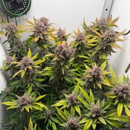 Frostbanger Auto - FB