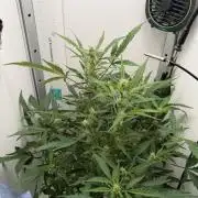 Original Cheese - FB