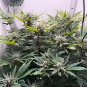 Frostbanger Auto - FB