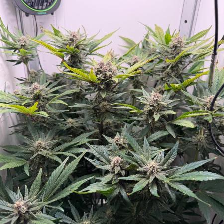 Frostbanger Auto - FB