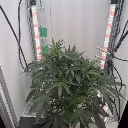 Mint Jelly Auto HSC