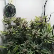 Frostbanger Auto - FB