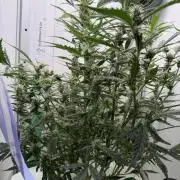 Original Cheese - FB