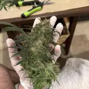 Mint Jelly Auto HSC